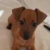 grsgigi