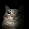 catlover2032009