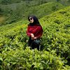 0803alifah
