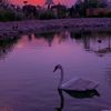seba__39