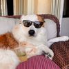 conservative_corgie