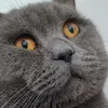 miloudlechat36