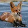 aeonfoxed