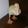 duckybucky2122