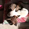 ilovemydog2025