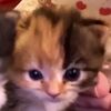 sillygooses_04