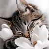 AmYasmin_Alsham