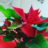 rosee_t1