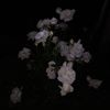 mon_a91