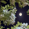 user_user123456_
