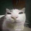 ilovecats_somuchl