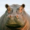 hippopotamus765