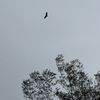 brooding_1