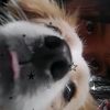 perezpint0