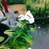 lindaynf