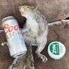 kingstone3066