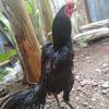 alvarendra413