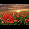 cupoppy