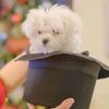 miracle.maltese
