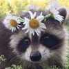 trashpanda_owo