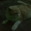 molly23_cat67