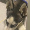 huskyme