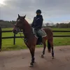 equestrian__amanda