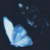 abellia2906