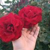 rihab.2000