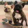 petsplayskateboarding
