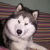 tikkete