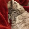 kittymommy11