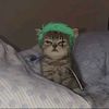 marimo_26z