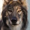 Cody the Wolfdog