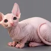 gatto.pelado