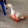 duck_of_the_man