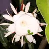 sutji_0970