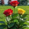 shabir913670