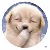 _..dog.._11