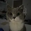 levan.avocado