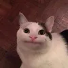 hihalalala1
