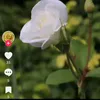 ummmustfaali