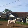 fahri62612
