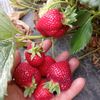 _rotasizlar_72_21_33