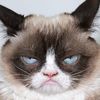 thegrumpiestofcats