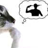 ultra_pupsik65