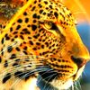 mr_leopardus_777