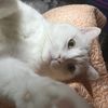 simontiddles