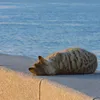 totnghiepyleledi
