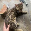 chienthandaiha_79